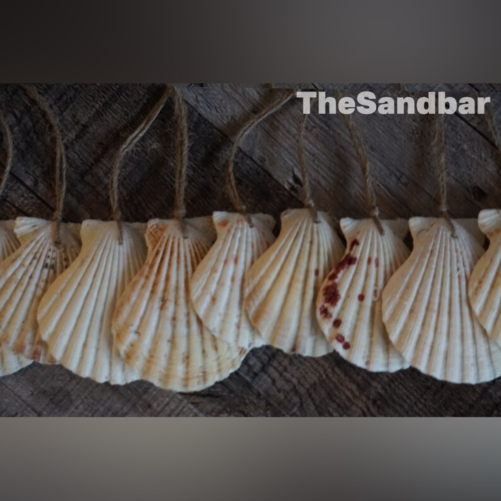 Shell Ornaments Gift Set of 8 Off White Scallop Shells Wedding Favors TheSandbar
